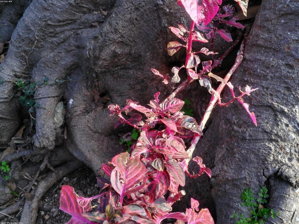 ប្រវត្តិនៃកាស៊ីណូ